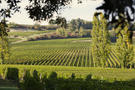 vignes Castillon Côtes de Bordeaux