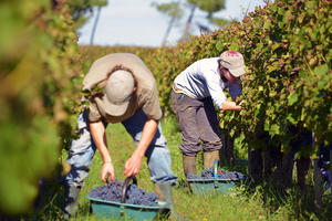 travail vigne