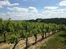 Vignoble Côtes de Bordeaux