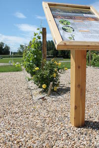 Parcours dans les vignes Cadillac